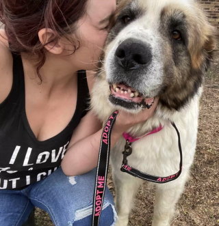 Illustration de l'article : L'amour inconditionnel d'une chienne Saint-Bernard adoptant 6 orphelins après avoir donné naissance à 11 chiots