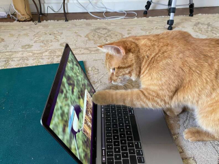 Illustration de l'article : Accro aux vidéos d'oiseaux, ce chat se rend tous les jours chez sa voisine pour s'installer devant son ordinateur !