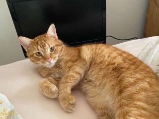 Illustration de l'article : Accro aux vidéos d'oiseaux, ce chat se rend tous les jours chez sa voisine pour s'installer devant son ordinateur !