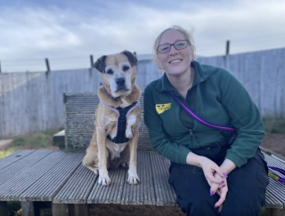 Illustration de l'article : Une chienne vit 11 ans dans un refuge en espérant trouver la famille de ses rêves