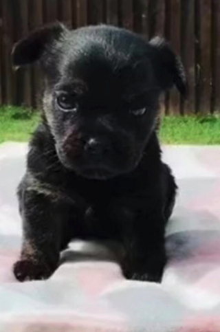 Illustration de l'article : Elle accueille un chiot Bouledogue Français de pure race. Plus tard, elle découvre l'étonnante vérité !