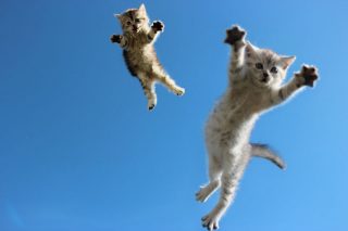 Illustration de l'article : 20 photos montrant que le chat incarne le mieux l'élégance et l'équilibre