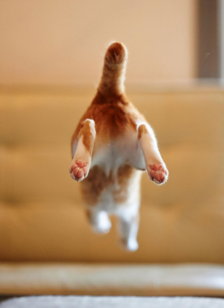 Illustration de l'article : 20 photos montrant que le chat incarne le mieux l'élégance et l'équilibre