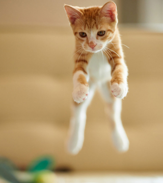 Illustration de l'article : 20 photos montrant que le chat incarne le mieux l'élégance et l'équilibre