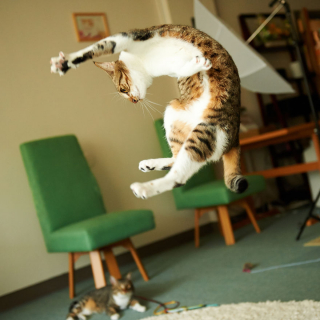 Illustration de l'article : 20 photos montrant que le chat incarne le mieux l'élégance et l'équilibre