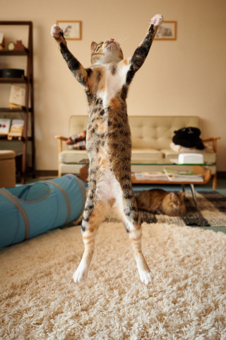 Illustration de l'article : 20 photos montrant que le chat incarne le mieux l'élégance et l'équilibre