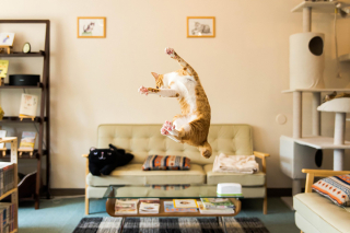 Illustration de l'article : 20 photos montrant que le chat incarne le mieux l'élégance et l'équilibre