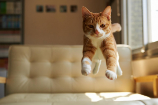 Illustration de l'article : 20 photos montrant que le chat incarne le mieux l'élégance et l'équilibre
