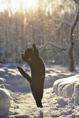 Illustration de l'article : 20 photos montrant que le chat incarne le mieux l'élégance et l'équilibre