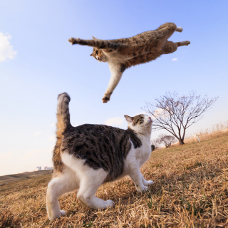 Illustration de l'article : 20 photos montrant que le chat incarne le mieux l'élégance et l'équilibre