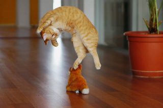 Illustration de l'article : 20 photos montrant que le chat incarne le mieux l'élégance et l'équilibre