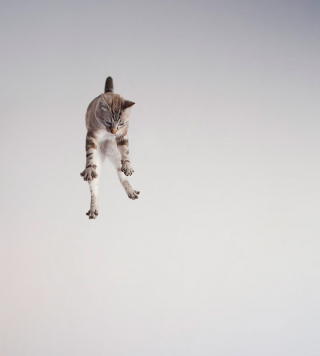Illustration de l'article : 20 photos montrant que le chat incarne le mieux l'élégance et l'équilibre