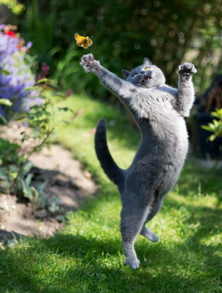 Illustration de l'article : 20 photos montrant que le chat incarne le mieux l'élégance et l'équilibre