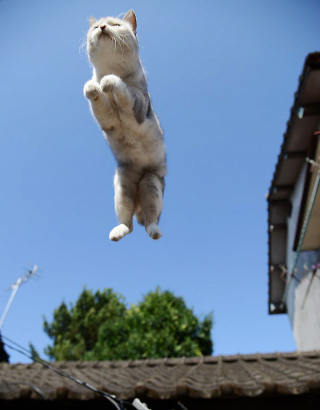 Illustration de l'article : 20 photos montrant que le chat incarne le mieux l'élégance et l'équilibre