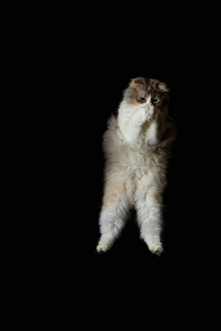 Illustration de l'article : 20 photos montrant que le chat incarne le mieux l'élégance et l'équilibre