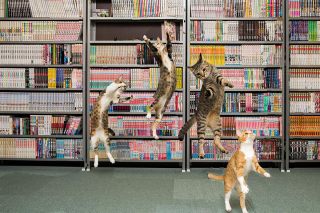 Illustration de l'article : 20 photos montrant que le chat incarne le mieux l'élégance et l'équilibre