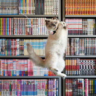 Illustration de l'article : 20 photos montrant que le chat incarne le mieux l'élégance et l'équilibre