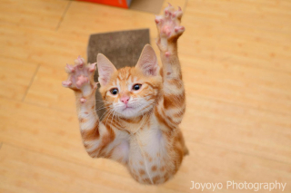 Illustration de l'article : 20 photos montrant que le chat incarne le mieux l'élégance et l'équilibre