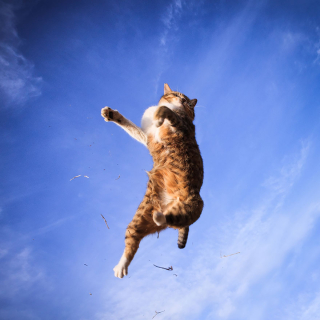 Illustration de l'article : 20 photos montrant que le chat incarne le mieux l'élégance et l'équilibre