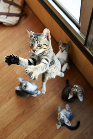 Illustration de l'article : 20 photos montrant que le chat incarne le mieux l'élégance et l'équilibre
