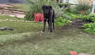 Illustration de l'article : Une chienne brisée se sent enfin prête à faire confiance aux bénévoles, 600 jours après son arrivée au refuge (vidéo)