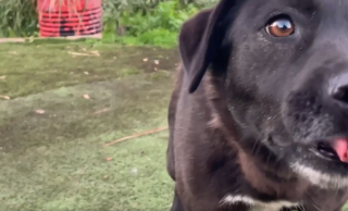 Illustration de l'article : Une chienne brisée se sent enfin prête à faire confiance aux bénévoles, 600 jours après son arrivée au refuge (vidéo)