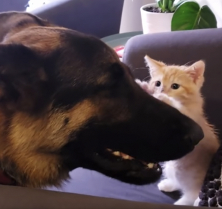 Illustration de l'article : Un chaton taquine un Berger Allemand introverti, jusqu'à ce qu'ils deviennent les meilleurs amis du monde (vidéo)