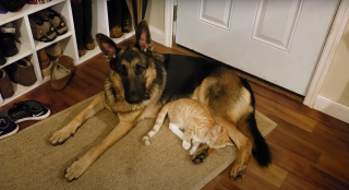 Illustration de l'article : Un chaton taquine un Berger Allemand introverti, jusqu'à ce qu'ils deviennent les meilleurs amis du monde (vidéo)
