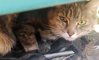 Illustration de l'article : Une chatte errante sacrifie son bien-être et son confort pour protéger ses chatons des intempéries (vidéo)