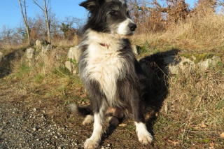 Illustration de l'article : Porté disparu pendant un mois, ce chien senior ne reconnaît plus son propriétaire et le laisse en larmes