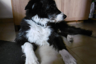 Illustration de l'article : Porté disparu pendant un mois, ce chien senior ne reconnaît plus son propriétaire et le laisse en larmes