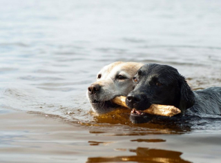 Illustration de l'article : 10 petits secrets et anecdotes pour mieux connaître les Labradors Retrievers
