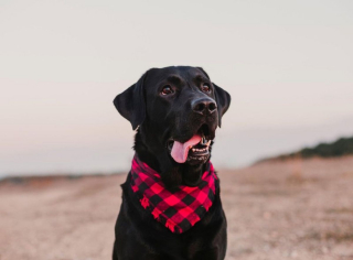Illustration de l'article : 10 petits secrets et anecdotes pour mieux connaître les Labradors Retrievers