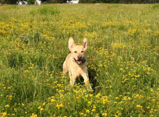 Illustration de l'article : 10 petits secrets et anecdotes pour mieux connaître les Labradors Retrievers