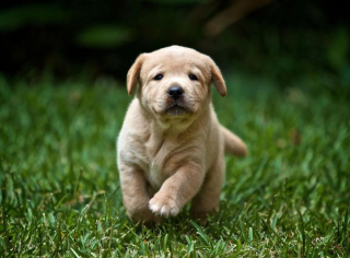 Illustration de l'article : 10 petits secrets et anecdotes pour mieux connaître les Labradors Retrievers