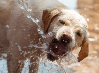 Illustration de l'article : 10 petits secrets et anecdotes pour mieux connaître les Labradors Retrievers