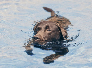 Illustration de l'article : 10 petits secrets et anecdotes pour mieux connaître les Labradors Retrievers