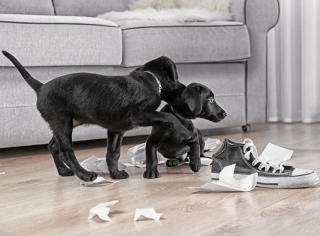 Illustration de l'article : 10 petits secrets et anecdotes pour mieux connaître les Labradors Retrievers