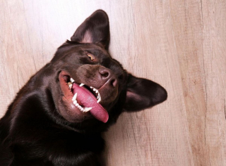 Illustration de l'article : 10 petits secrets et anecdotes pour mieux connaître les Labradors Retrievers