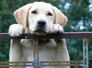 Illustration de l'article : 10 petits secrets et anecdotes pour mieux connaître les Labradors Retrievers