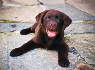 Illustration de l'article : 10 petits secrets et anecdotes pour mieux connaître les Labradors Retrievers
