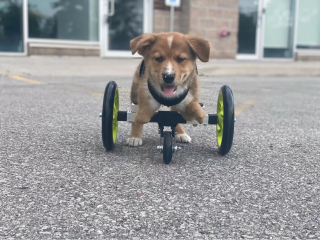 Illustration de l'article : Un chiot handicapé et un porcelet deviennent inséparables dès leur rencontre au sanctuaire