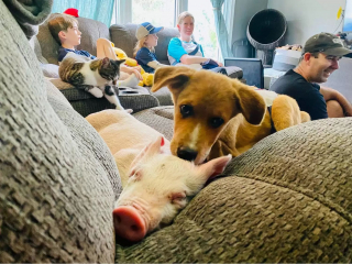 Illustration de l'article : Un chiot handicapé et un porcelet deviennent inséparables dès leur rencontre au sanctuaire