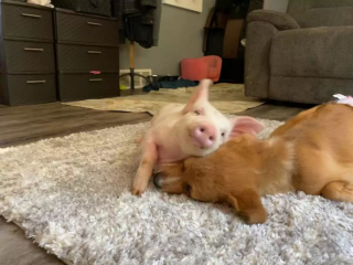 Illustration de l'article : Un chiot handicapé et un porcelet deviennent inséparables dès leur rencontre au sanctuaire