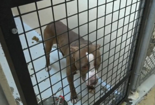 Illustration de l'article : Un chien enchaîné à un lampadaire dans le froid reçoit l'aide inespérée d'un passant