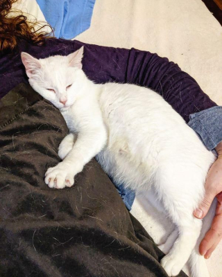 Illustration de l'article : Déterminés à en finir avec la vie d'errance, cette chatte et ses petits attendent de l'aide devant une maison