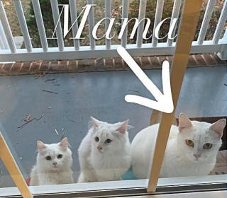 Illustration de l'article : Déterminés à en finir avec la vie d'errance, cette chatte et ses petits attendent de l'aide devant une maison