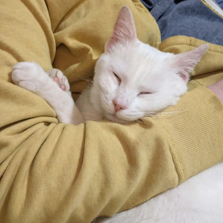 Illustration de l'article : Déterminés à en finir avec la vie d'errance, cette chatte et ses petits attendent de l'aide devant une maison