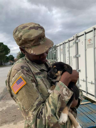 Illustration de l'article : Une militaire tisse un lien unique avec un chiot errant lors de son déploiement et espère le rapatrier dans son pays