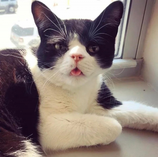 Illustration de l'article : 12 chats et chiens dont les particularités physiques les rendent encore plus craquants